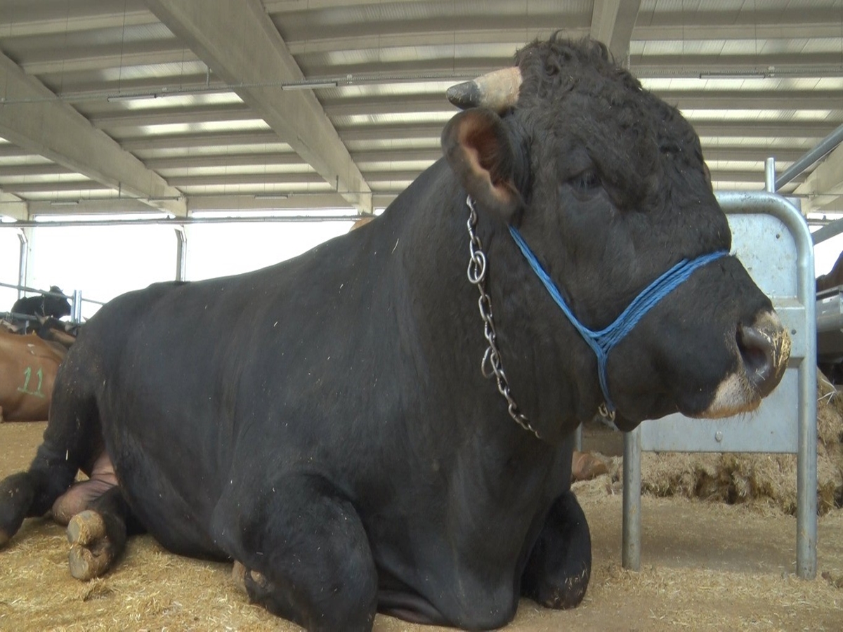 BİN 100 KİLOLUK DANA BEY ARABA FİYATINA SATIŞTA DANANIN SAHİBİ ZAFER BOZKURT: 